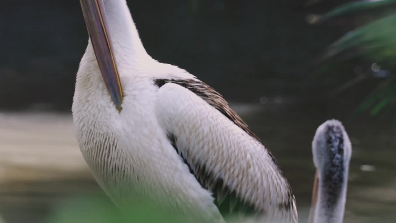 Birds Life in Nature