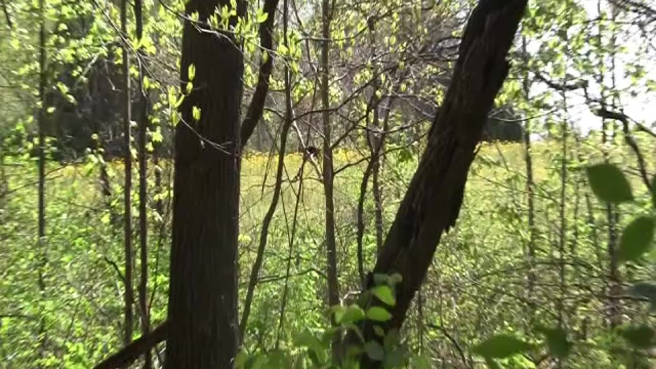 Indiana gobblers