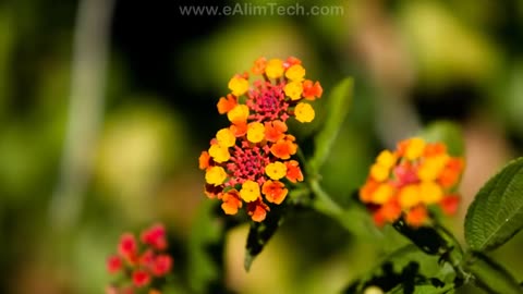 Asma-ul-Husna | 99 Names of Allah