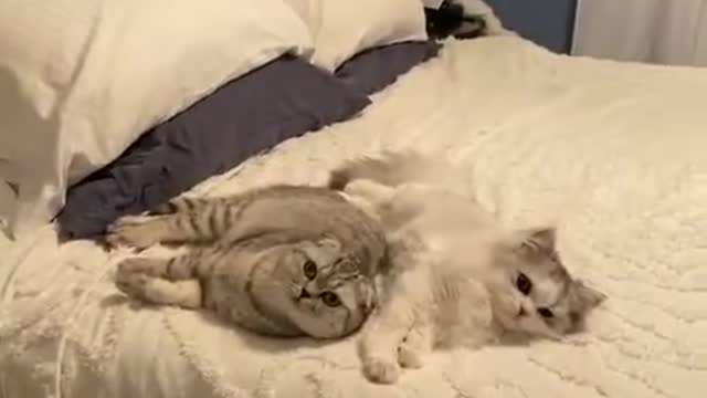 Cute cat And Funny pets. #1