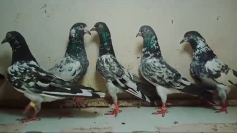 Galway breedar pair pigeon beautiful pigeon