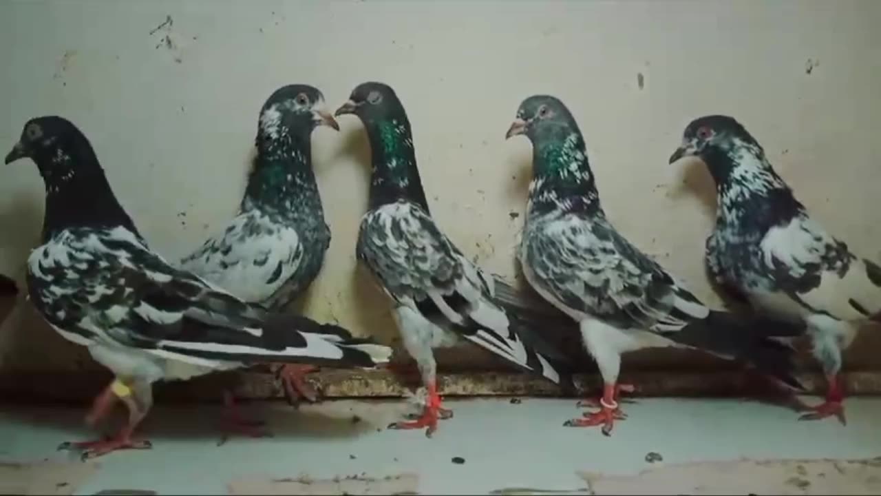 Galway breedar pair pigeon beautiful pigeon