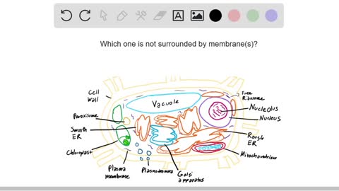 Which structure is not surrounded by one or more membranes? a. Ribosome b. Chloroplast c. Mitochond