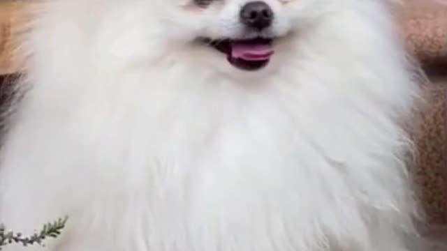 Cute Dogs compilation