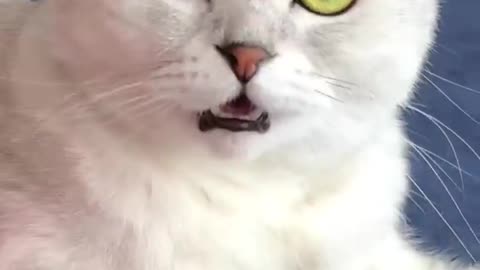 Cute kitten _cat _lover
