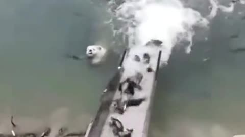Dog & fish funny video 📹 🤣