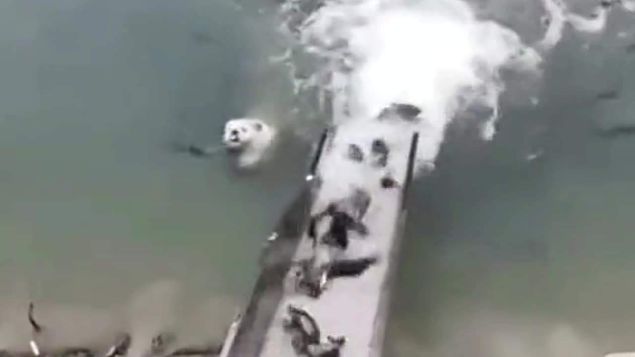 Dog & fish funny video 📹 🤣