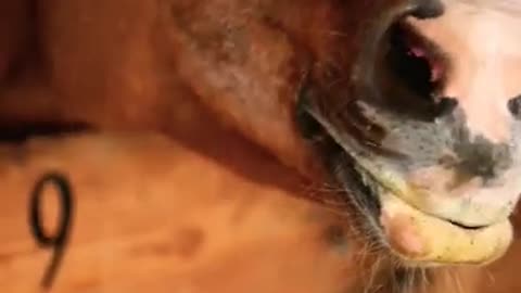 #shorts #youtube #shortsviral #shortsfeed #shortsyoutube #horse