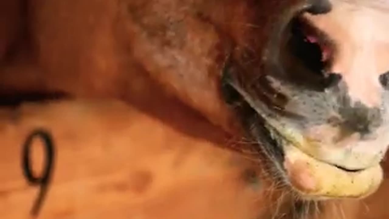 #shorts #youtube #shortsviral #shortsfeed #shortsyoutube #horse