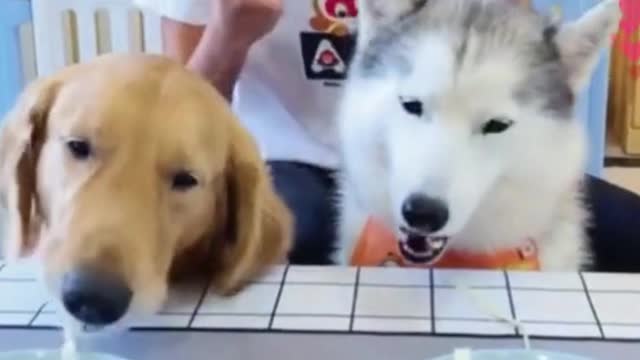 #dogs #dog #dogsoftiktok #foryou #foryoupage #funny #pet #cute