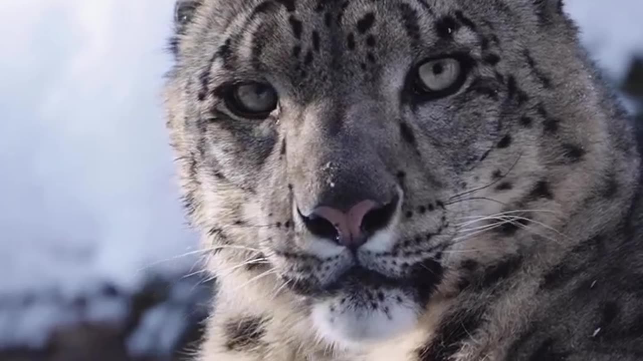 Snow Leopard