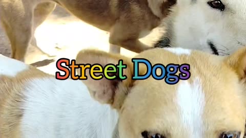 Street Dog