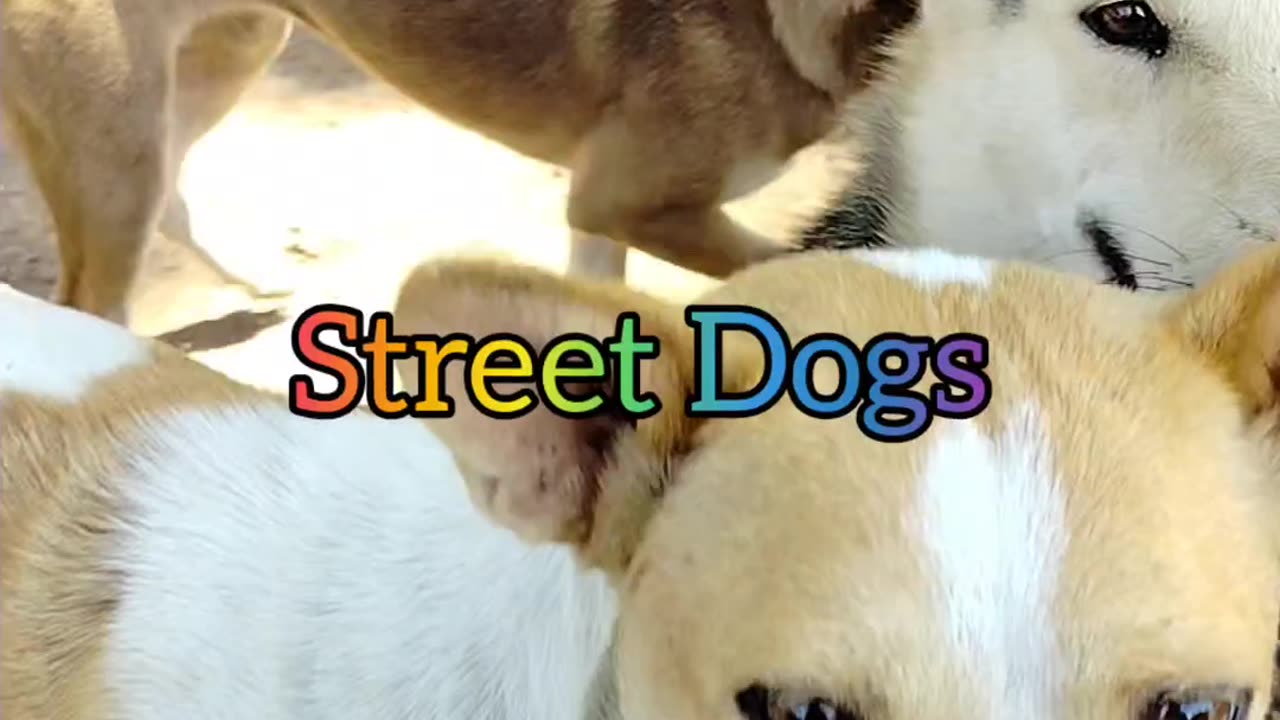 Street Dog