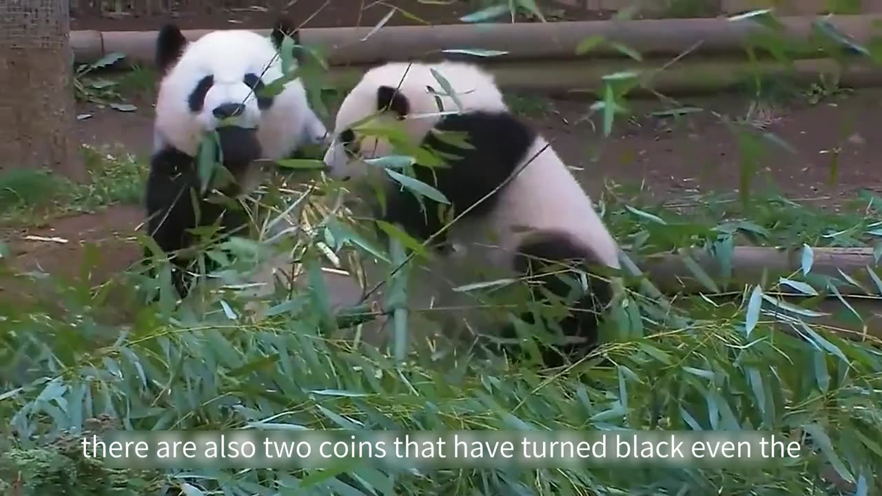 The mother panda is overwhelmed by the sudden birth of her baby