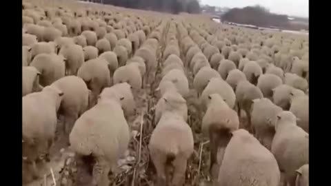 Army sheep academy 🐑