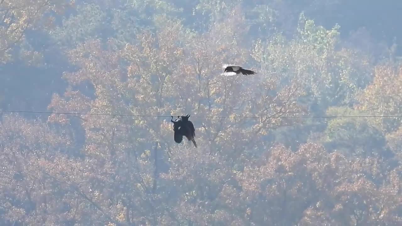 Magpie and Raven Battle