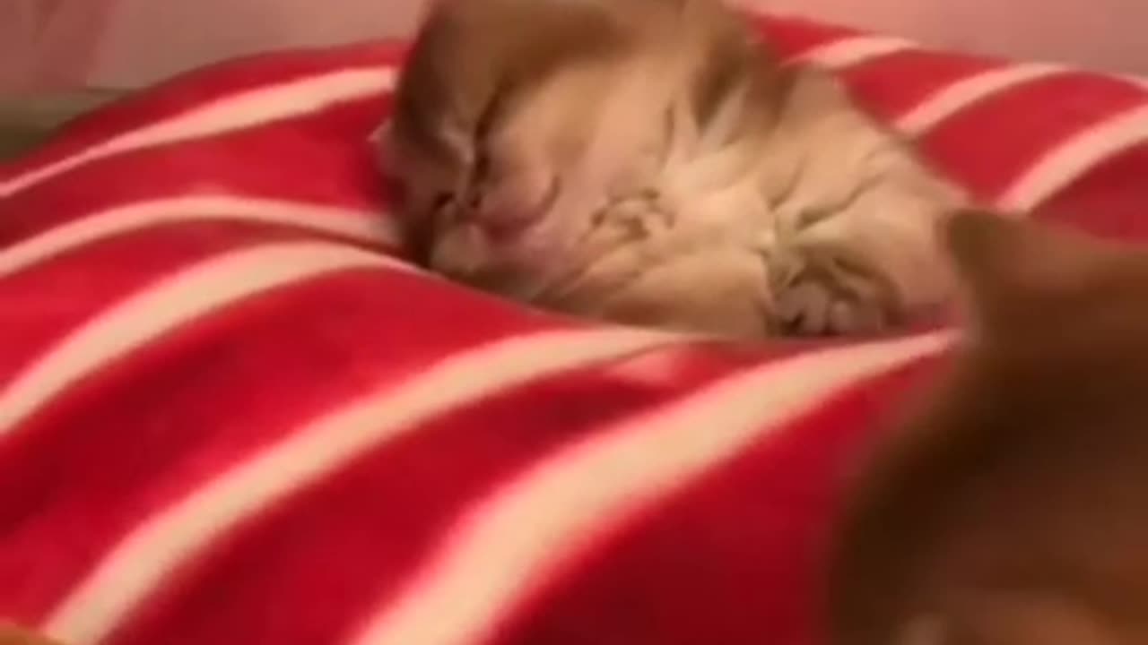 Sleeping Cute cat 😺