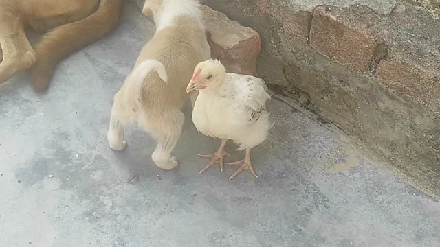 Playing puppy & baby chicken