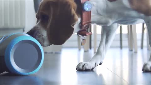 5 interesting dog gadgets