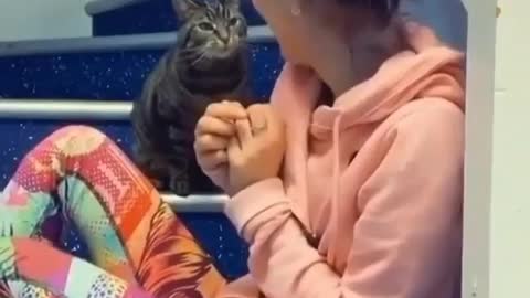 Funny cat