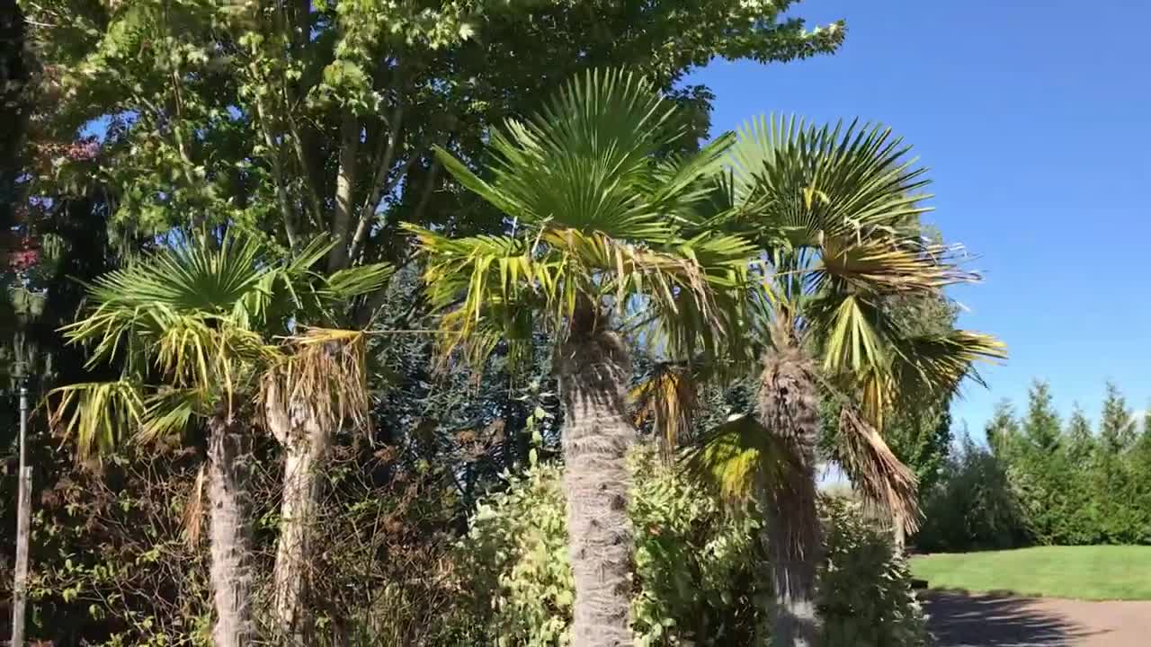 Display palms at a nursery