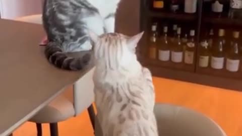 cat fight very funny