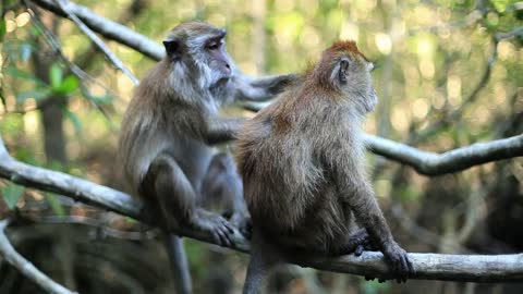 Two monkeys on a tree in the jungle