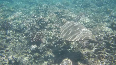 Turtle swimming in Maui, HI