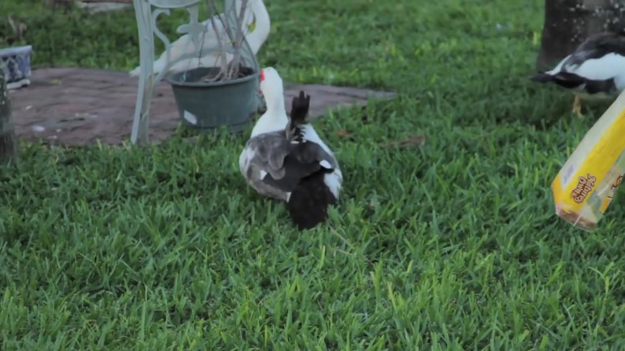 Muscovy Ducks" Documentary