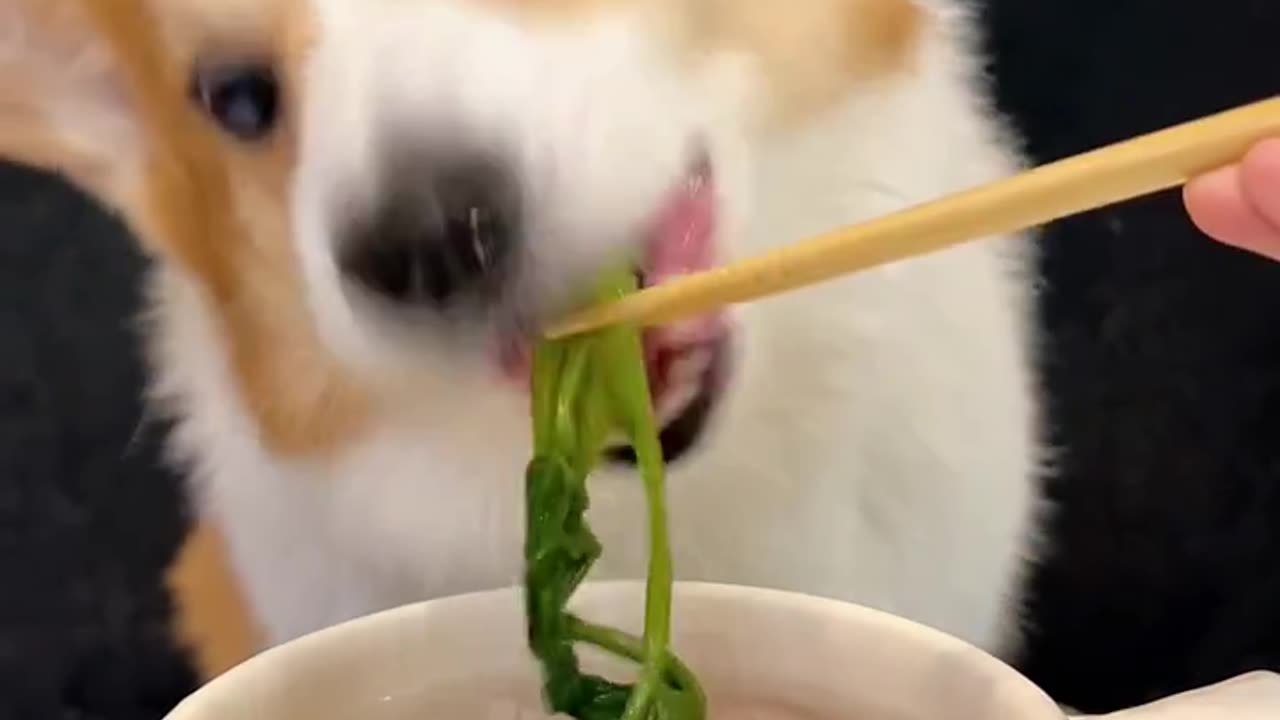 Corgis drink spinach and turkey soup. Short-legged corgis. Pets eat and broadcast.