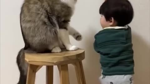 wise cat😍😂