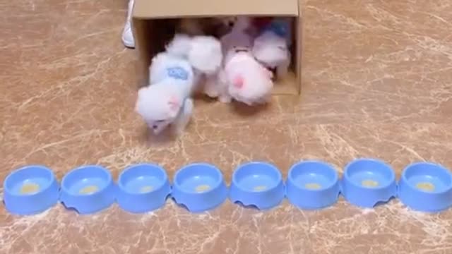 Are they cute #pet #fyp #puppy