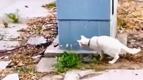 animals lover Funny cat 🐈