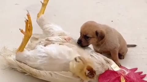 Cute Puppy and chick