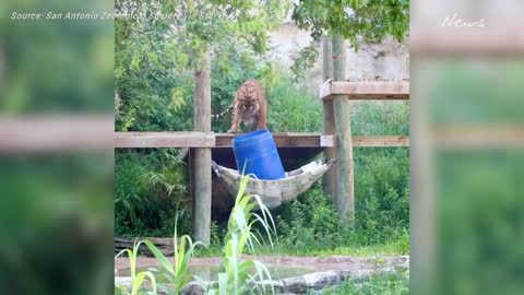 Tiger's big reaction to zoo giving her new barrels to play with