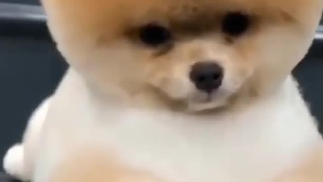 Cute funny dogs having fun