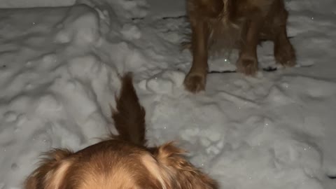 Dogs on the snowy deck