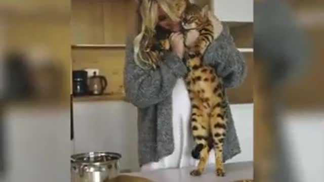 Cute cat kitten funny Musical video | Little kittens Playing & Meowing | Best funny video 😎💕