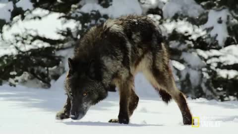 Hunting With the Dark Wolf | Wild Yellowstone