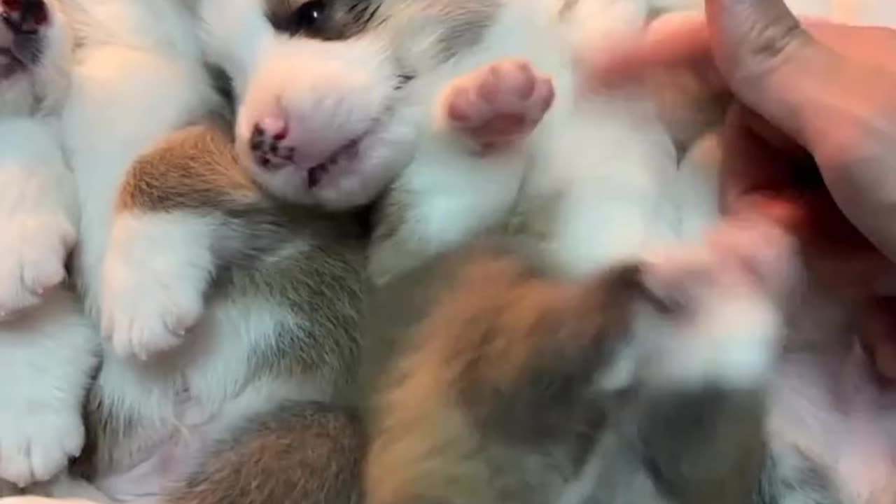 a glad and beautiful family