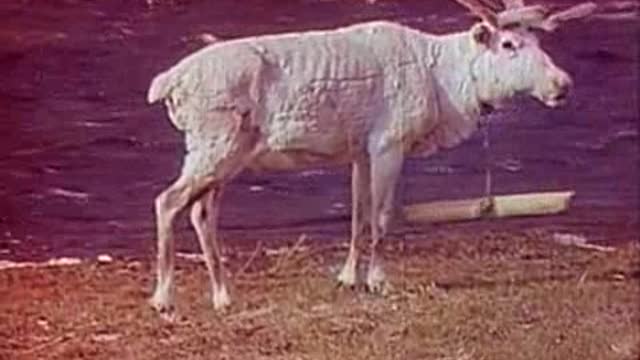 Domesticated Northern deer in natural environment