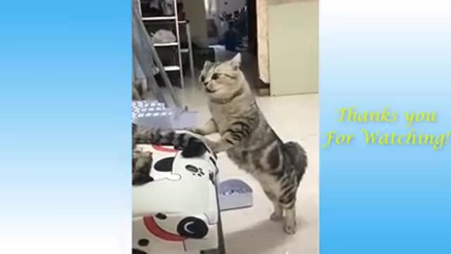 Very Funny animals todey