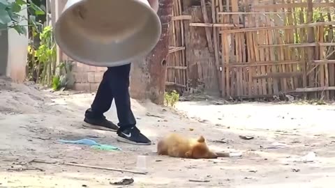 Troll Prank Dog Funny & fake Lion and Fake Tiger Prank To dog & Huge Box Prank to dog