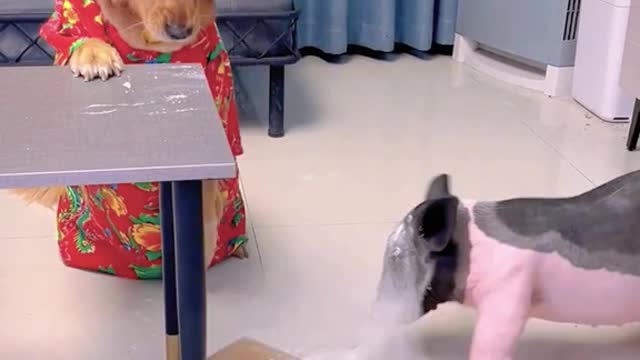 Clever Canines: The Intelligence of Dogs
