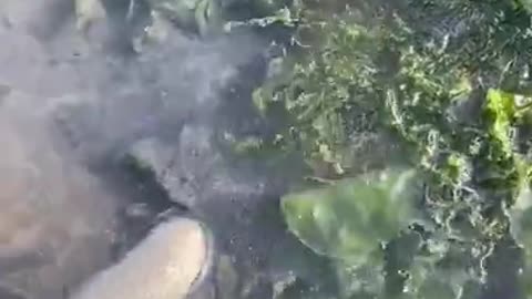 Catching Octopus for Dinner _octopus
