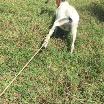 LAMBORGHINI THE LAMB IS ALIVE