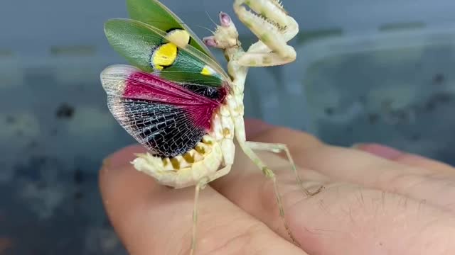 Praying Mantis Looks Like a Fairy . 🧚