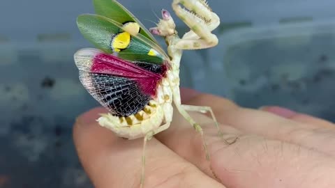 Praying Mantis Looks Like a Fairy . 🧚