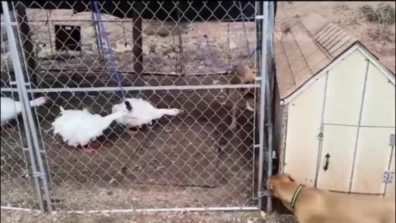 New Funny Animals 😂 Funniest Cats and Dogs Videos 😺🐶 (2)