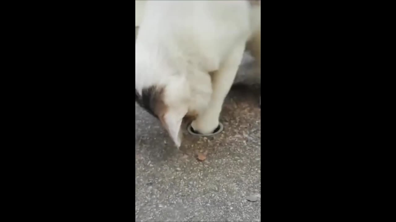 Funny animals - Funny cats / dogs - Funny animal videos 2023